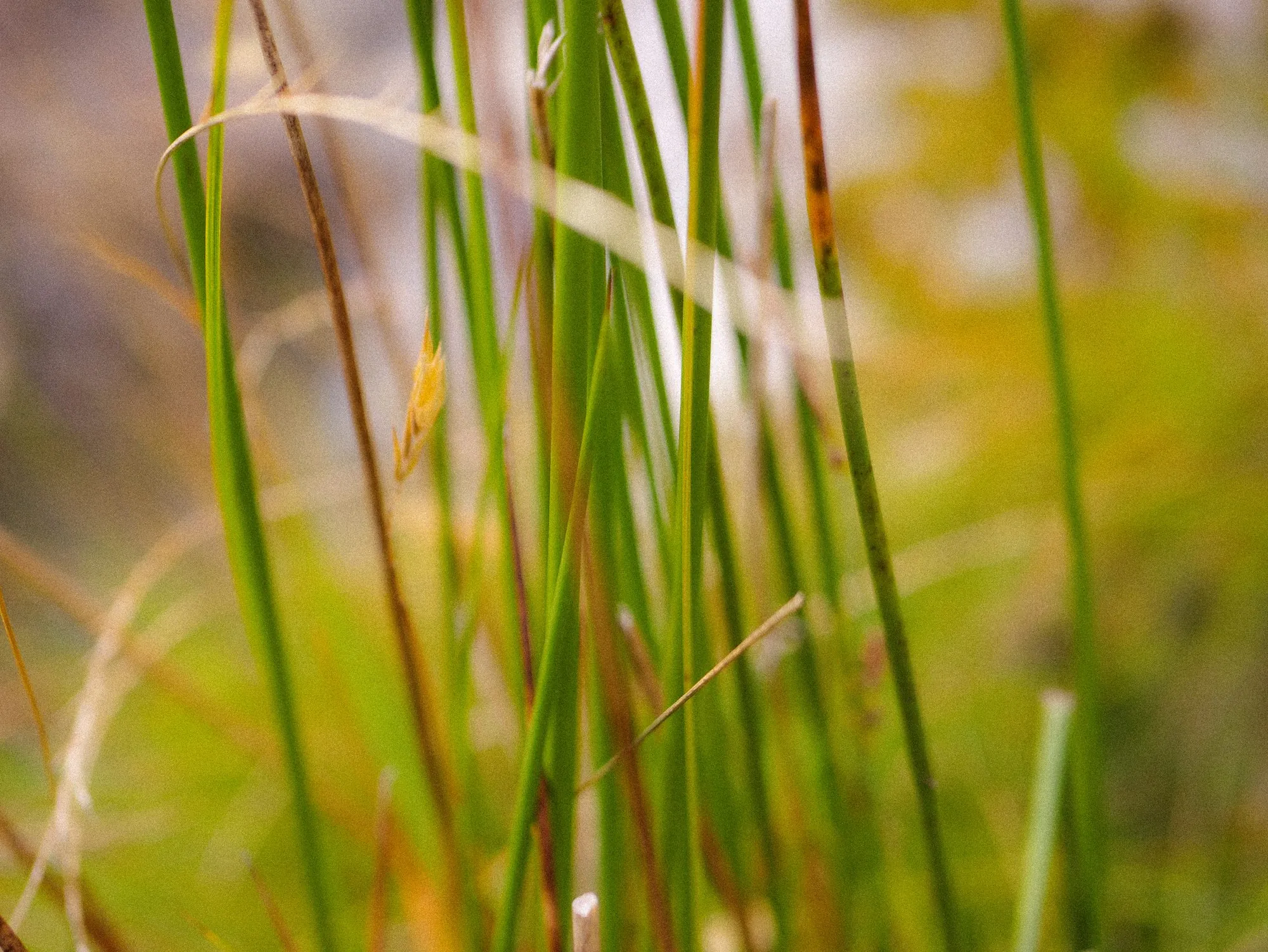 North Wales, frame 742