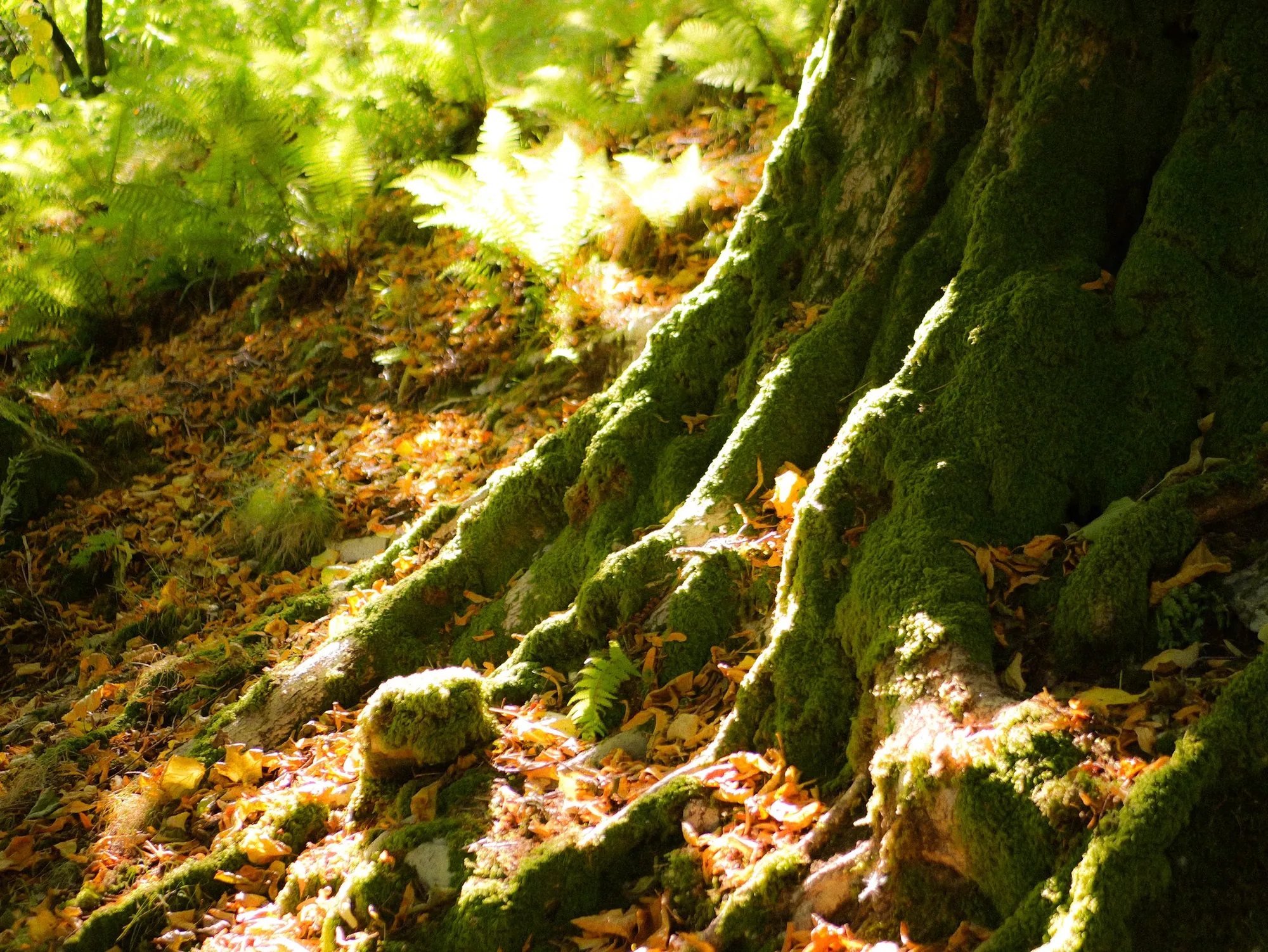 North Wales, frame 756