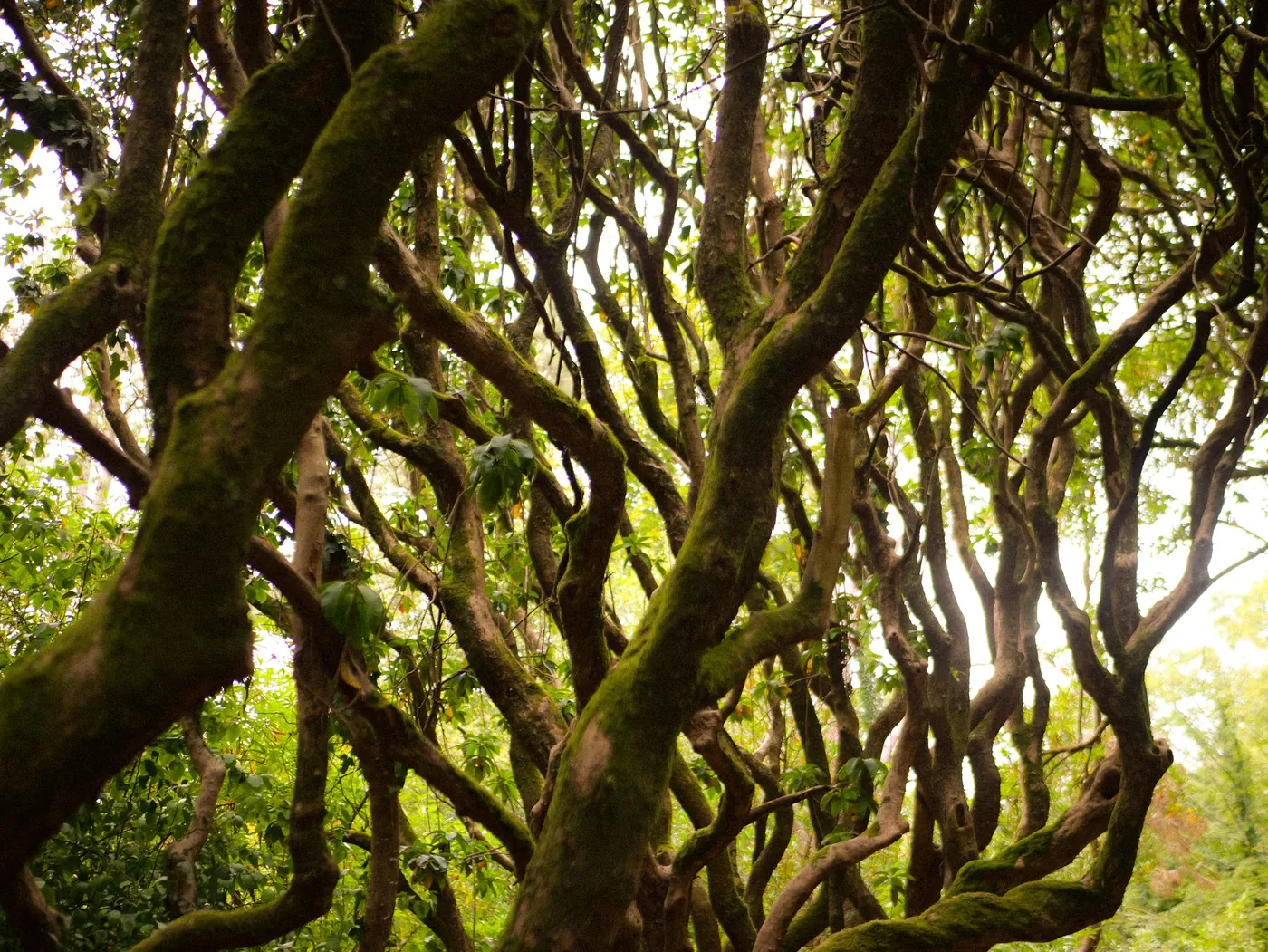 Twisted mossy branches of an old wood