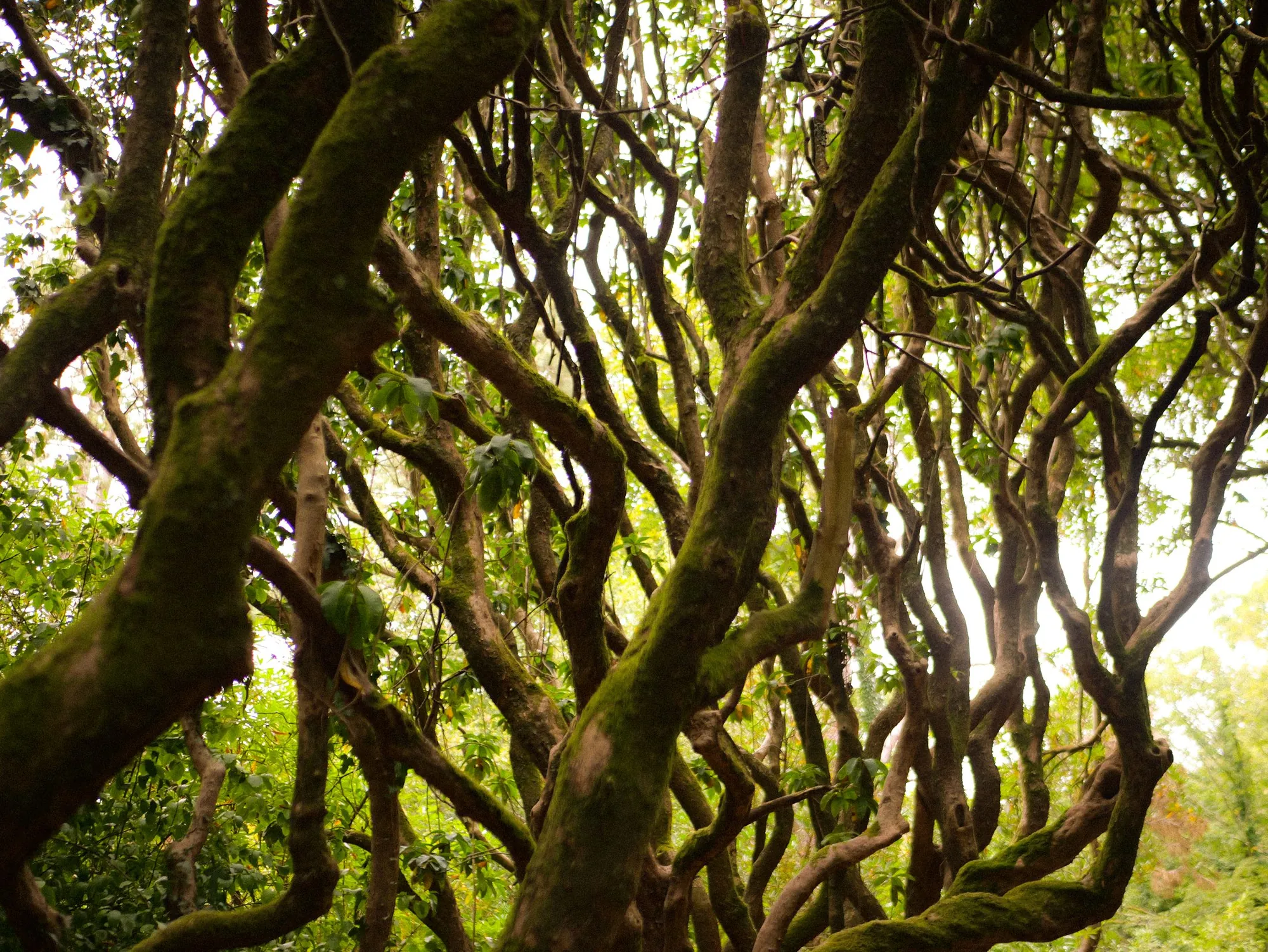 North Wales, frame 938