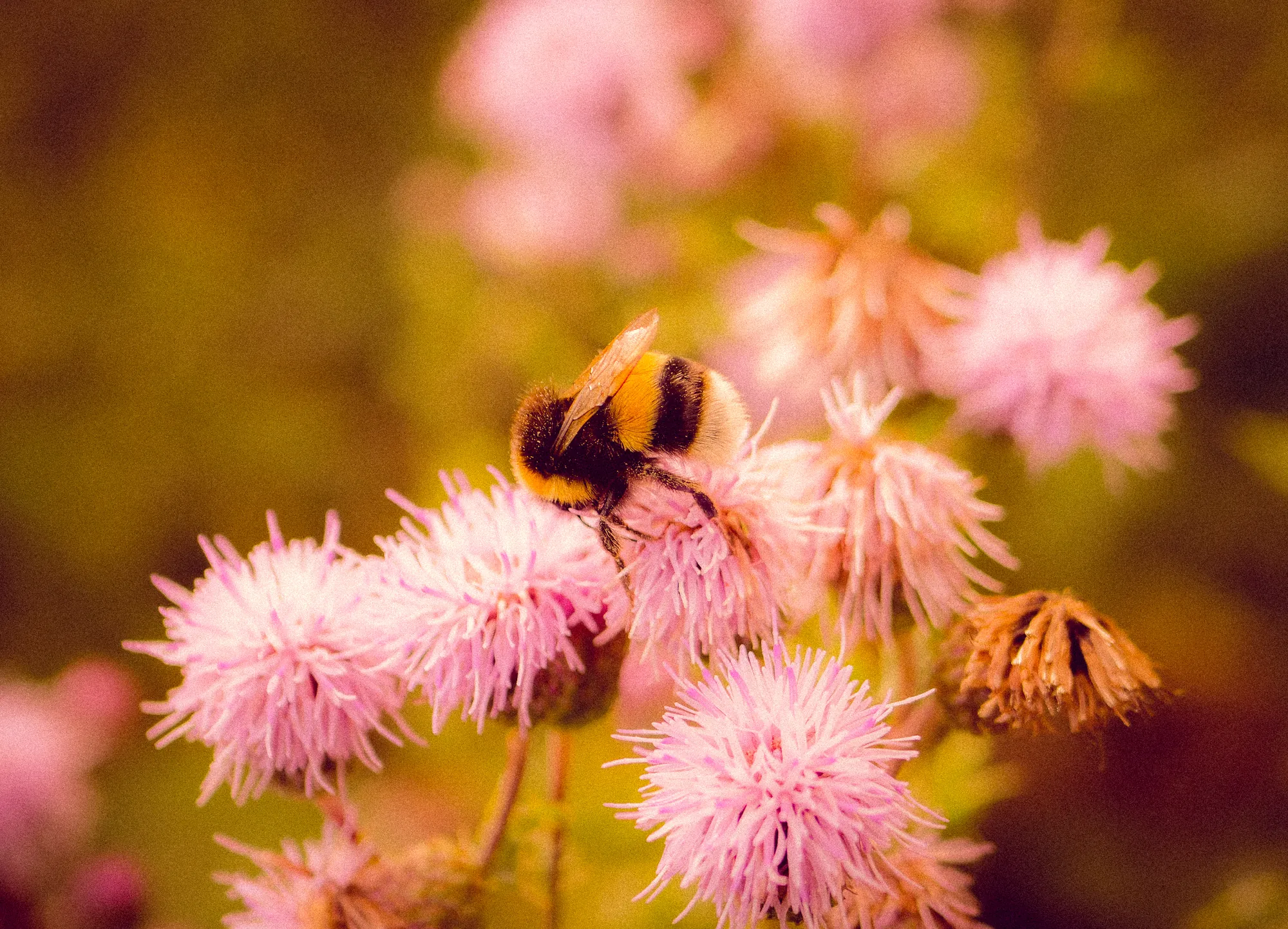 A bumblebee feeding on pink thistle flowers