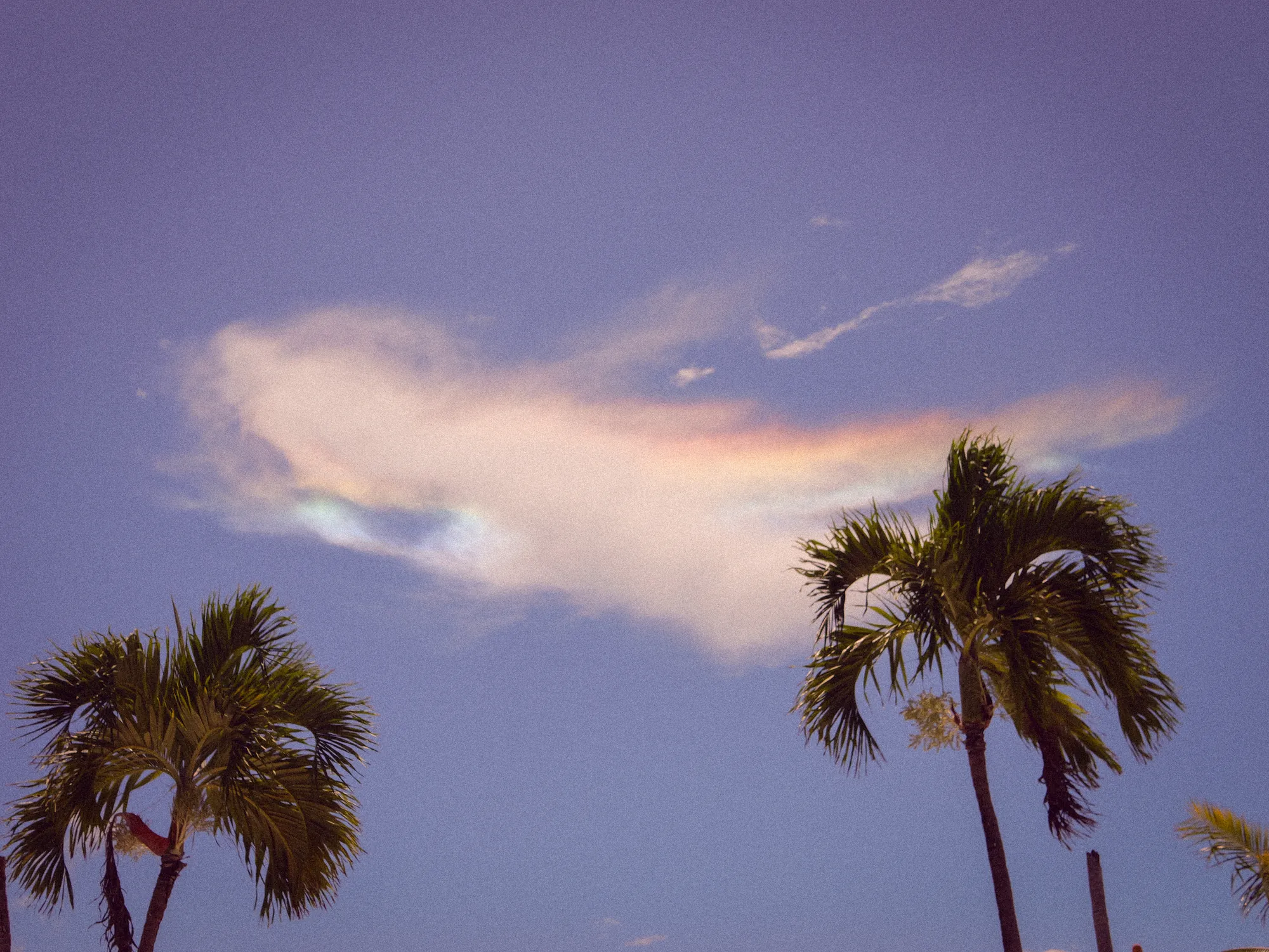 An iridescent cloud above palm trees in a violet sky