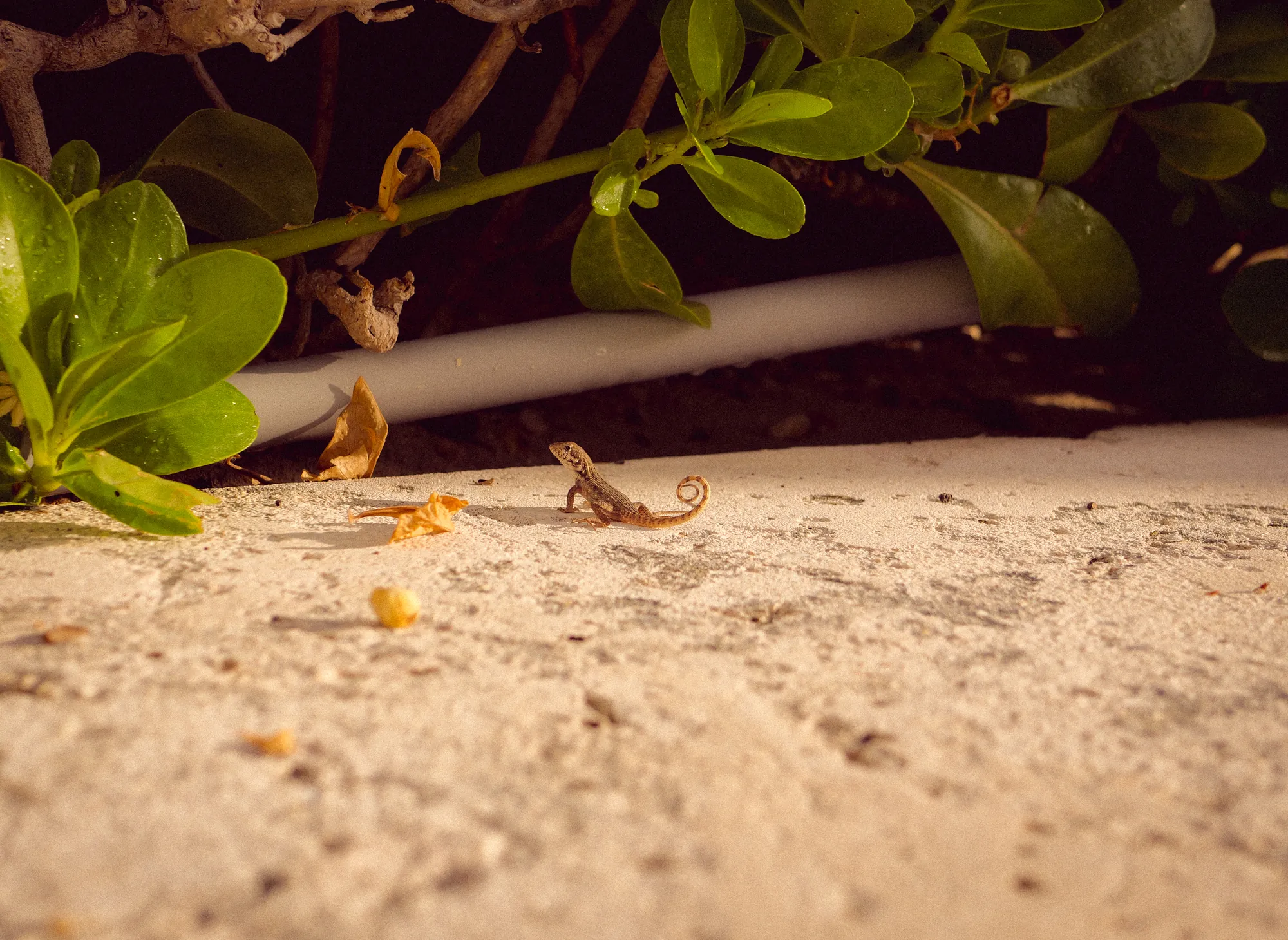 A small lizard on sand beneath sea-grape leaves