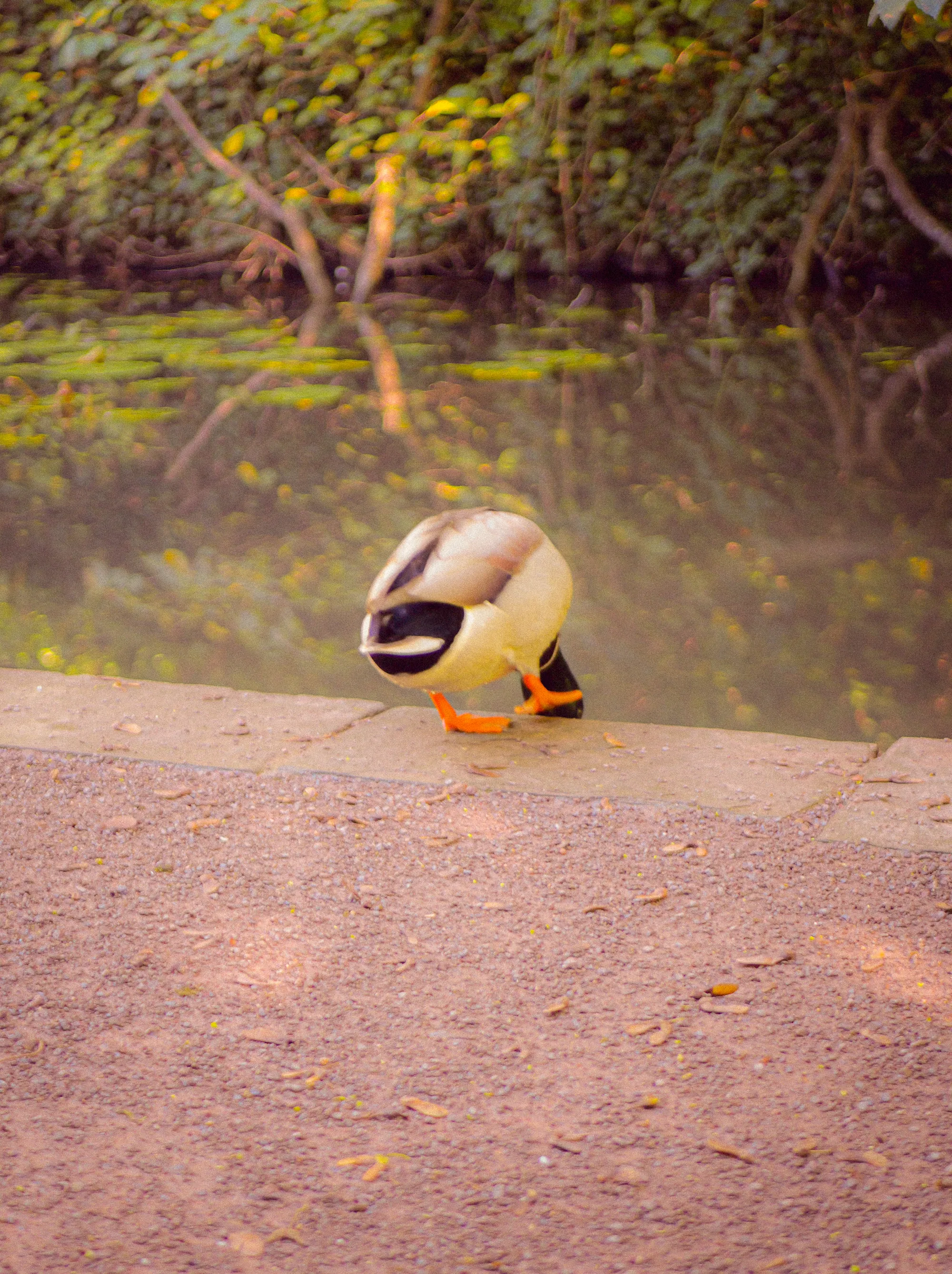 A duck preening on the riverbank